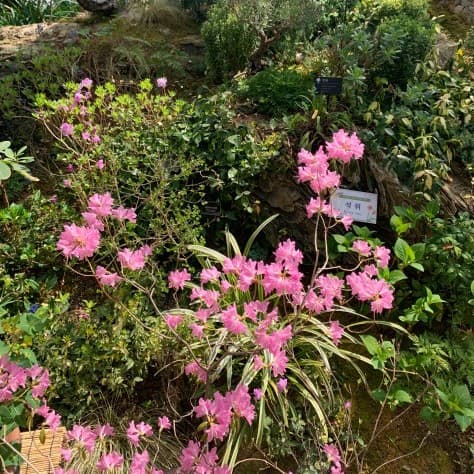 아침고요수목원-온실속-야생화들 {caption: 온실 속 야생화}