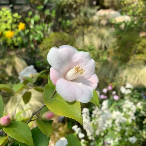 아침고요수목원-온실속-야생화들 {caption: 이름모를 야생화}