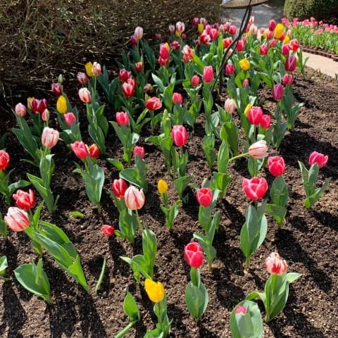 아침고요수목원-튤립-사진 {caption: 예쁜 튤립 꽃들}