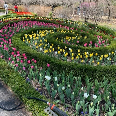 아침고요수목원-하늘길-튤립들 {caption: 하늘길 튤립길}